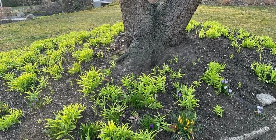 Custom residential landscaping for residential properties across Jacksonville, NC - Jacksonville Landscaping Service