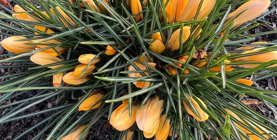 Affordable garden landscaping for beautiful yards in Jacksonville, NC by Jacksonville Landscaping Service