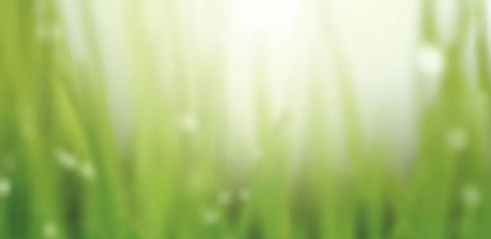 Expert outdoor landscaping experts serving Jacksonville, NC - Jacksonville Landscaping Service