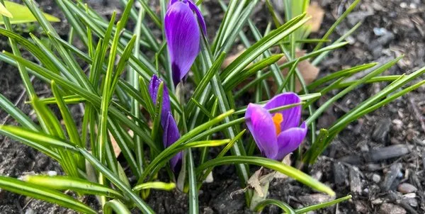 Jacksonville Landscaping Service Logo