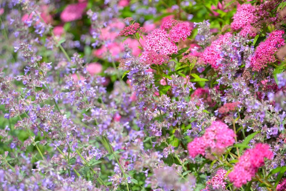 Local landscape installation in East Hampton, NY - Jacob Hamilton Gardens