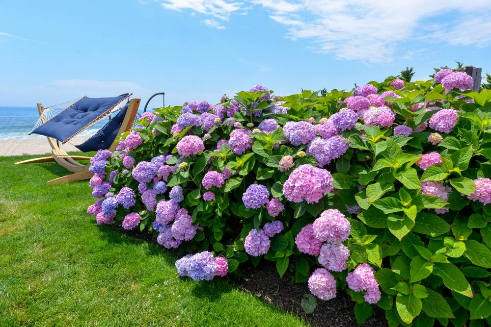 Affordable landscape design in East Hampton, NY - Jacob Hamilton Gardens