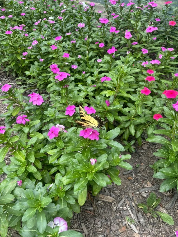 Affordable residential landscaping for residential properties in Rome, GA by Jacob Slaughter