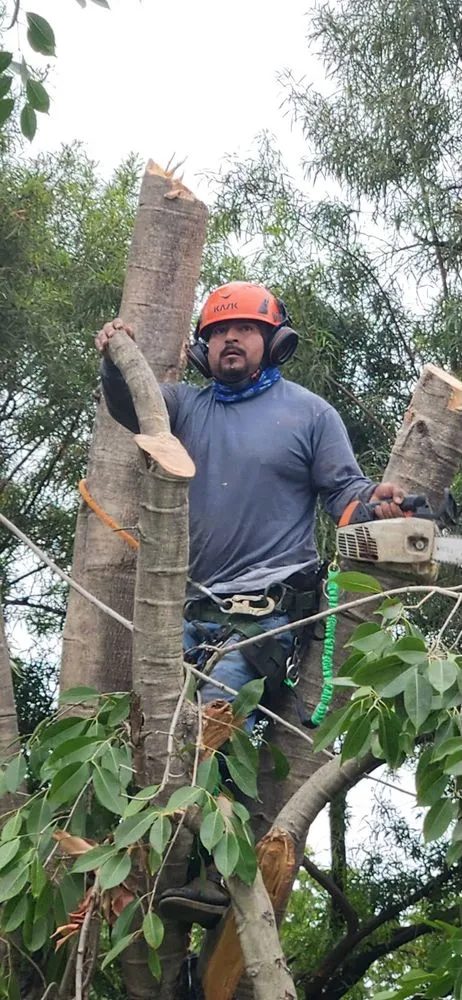 Affordable lawn care service experts serving Chino, CA - Jacobos Landscaping