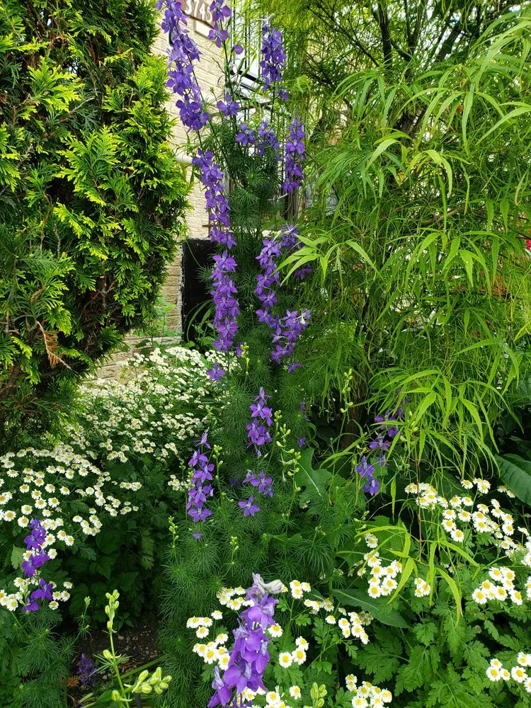 Professional yard cleanup service in Chicago, IL - Jacob's landscaping