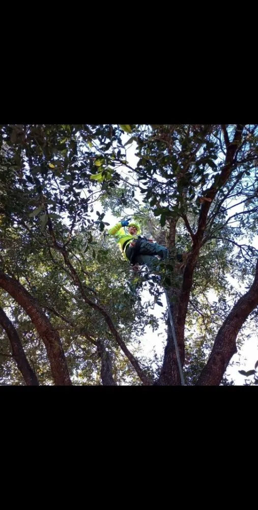 Local landscape installation in Temple, TX - Jacob's Tree Care