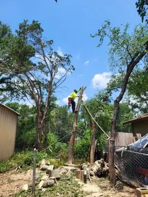 Jacob's Tree Care Logo