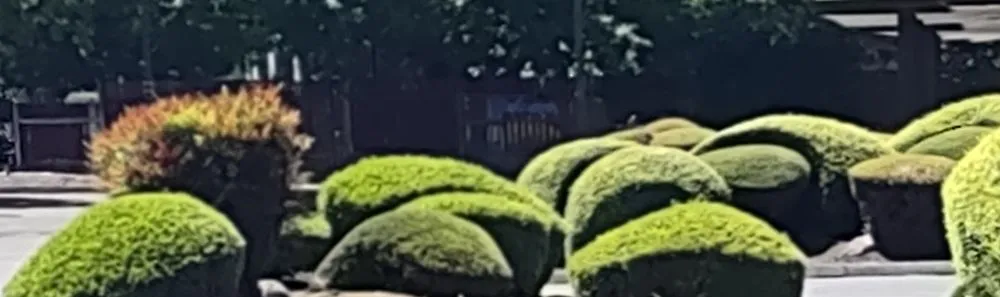 Local yard cleanup service in Woodburn, OR - Jacob's Yard Maintenance