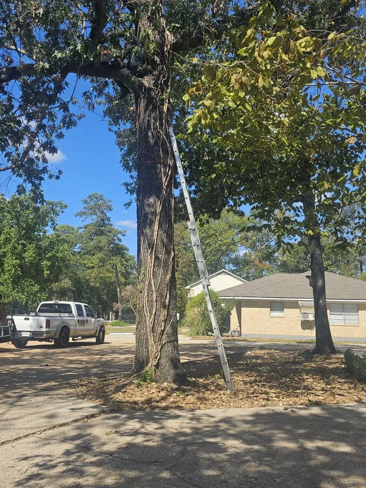 Affordable landscape installation in Cut and Shoot, TX - Jacome Landscaping