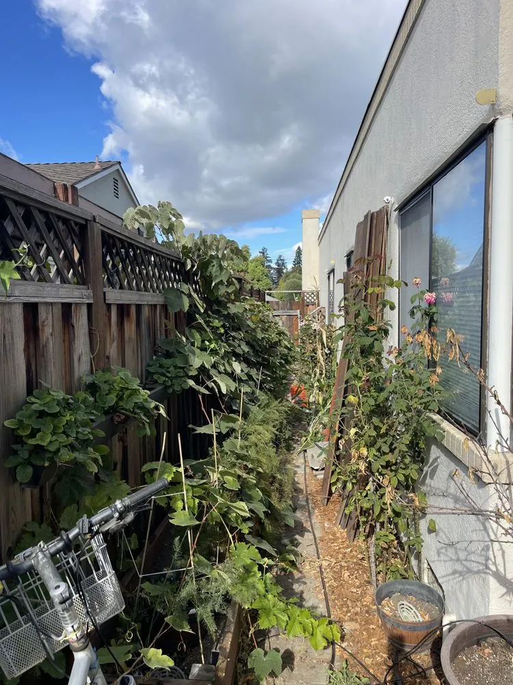 Expert yard maintenance experts serving San Jose, CA - Jade Landscape Management