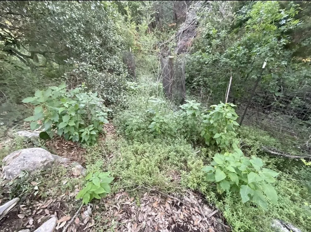 Local garden landscaping in Bee Cave, TX by Jades Landscaping and Junk removal