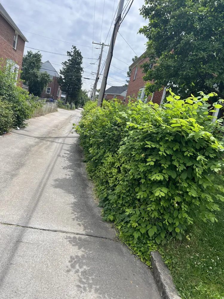 Trusted outdoor landscaping in Baltimore, MD by Jae Lawnscape And Bulk