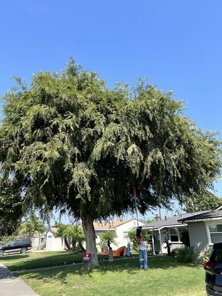 Custom residential landscaping experts serving Fullerton, CA - Jae Tree Service