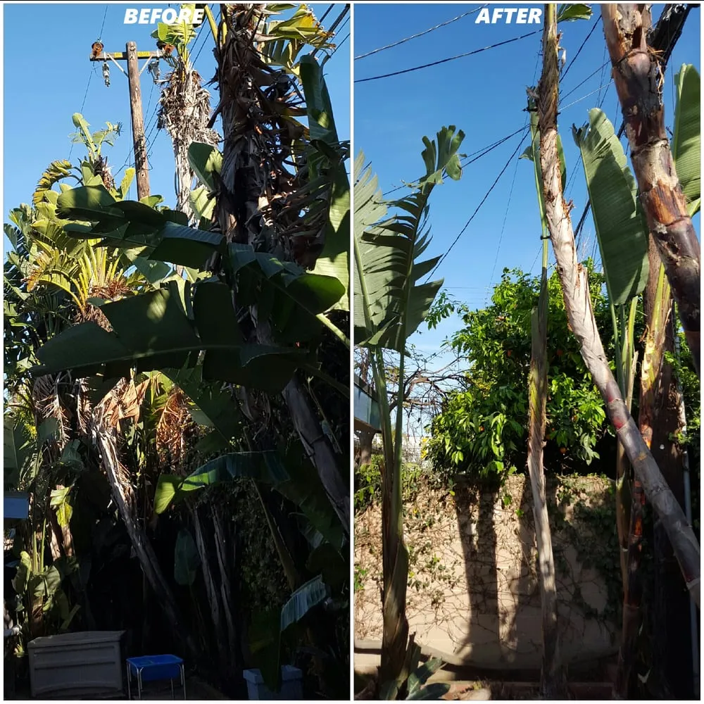 Trusted lawn mowing service for homes across Fullerton, CA - Jae Tree Service