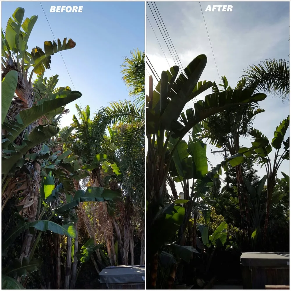 Expert lawn care service in Fullerton, CA - Jae Tree Service