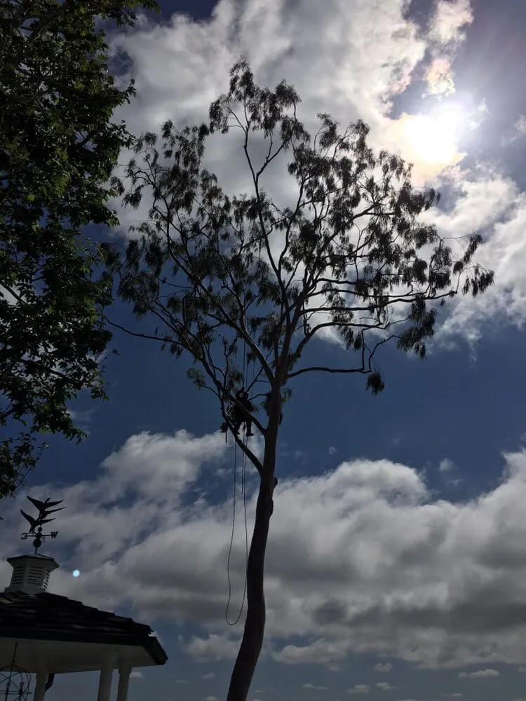 Reliable lawn care service for outdoor upgrades across Fullerton, CA - Jae Tree Service