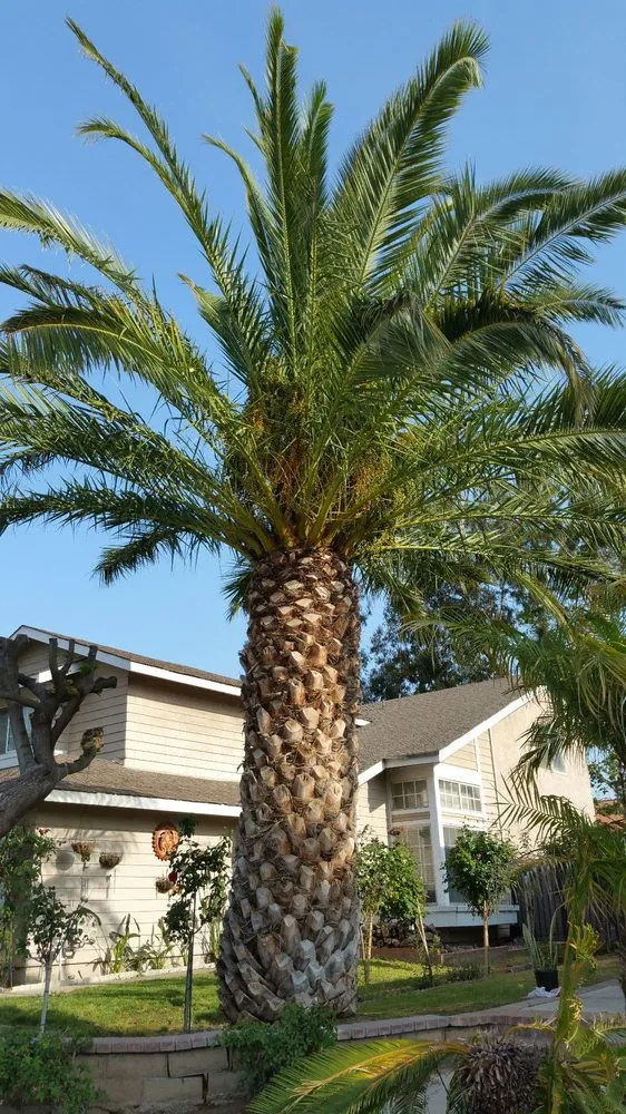 Professional landscape installation for beautiful yards in Fullerton, CA by Jae Tree Service