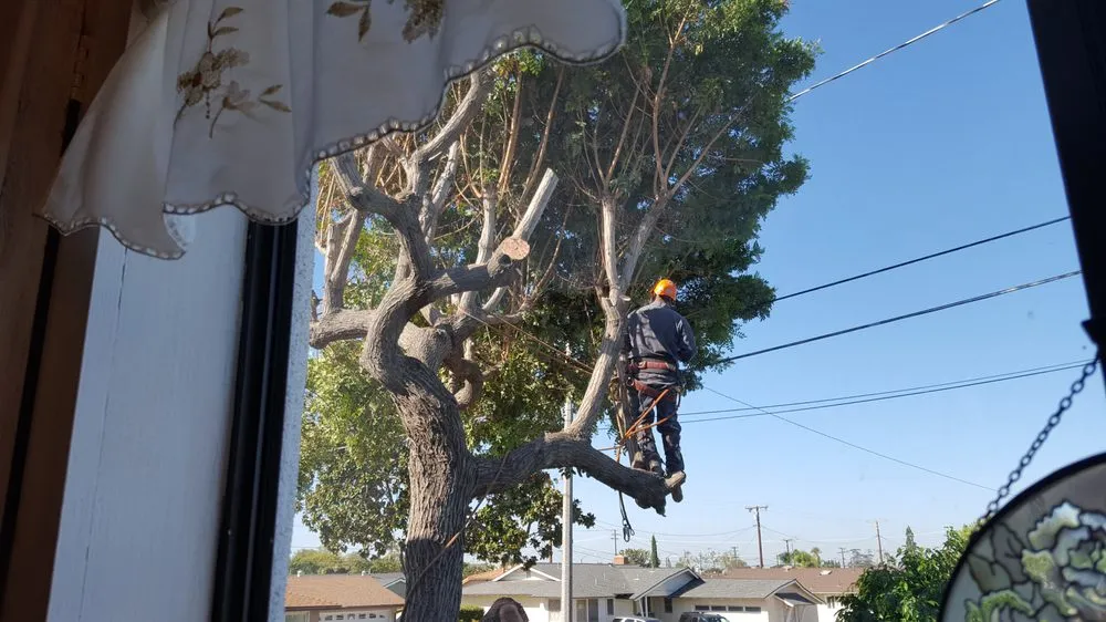 Affordable landscaping services for outdoor upgrades in Fullerton, CA by Jae Tree Service