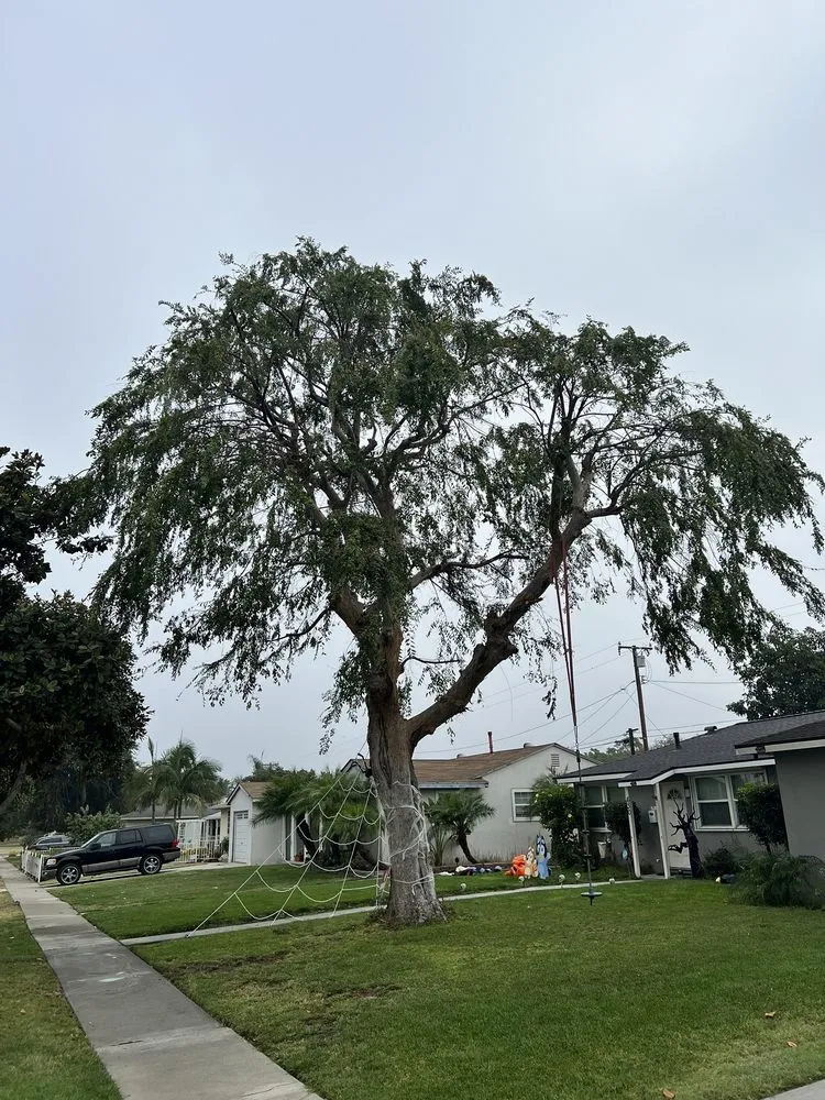 Expert landscaping services experts serving Fullerton, CA - Jae Tree Service