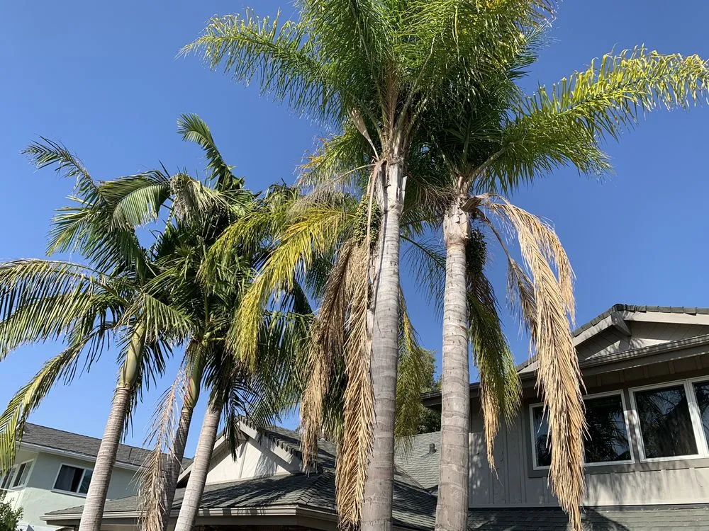 Professional lawn care service in Fullerton, CA by Jae Tree Service