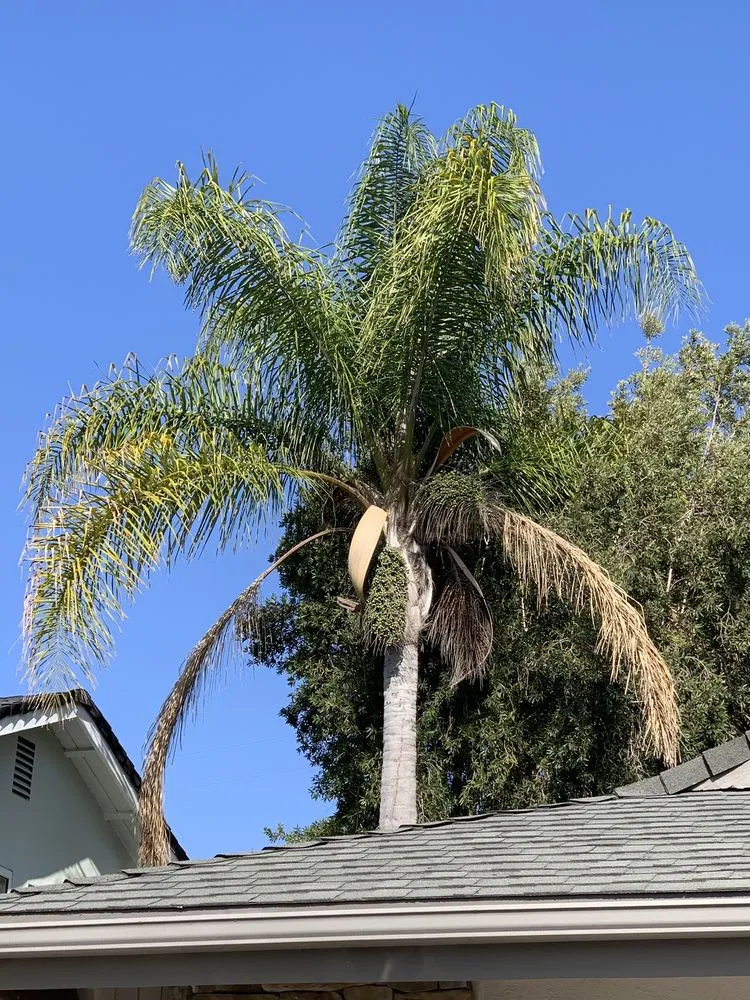 Custom garden landscaping in Fullerton, CA by Jae Tree Service