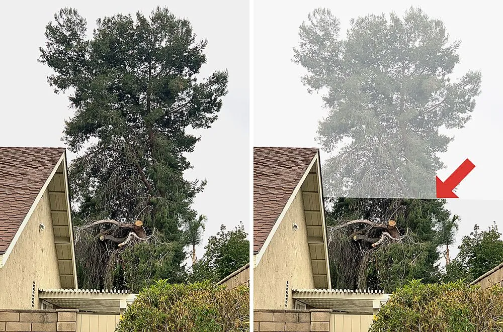 Local yard maintenance for beautiful yards across Fullerton, CA - Jae Tree Service