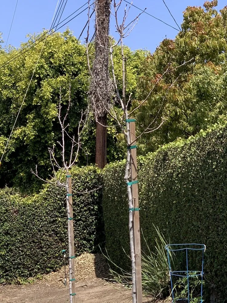 Expert yard maintenance for beautiful yards in Fullerton, CA by Jae Tree Service