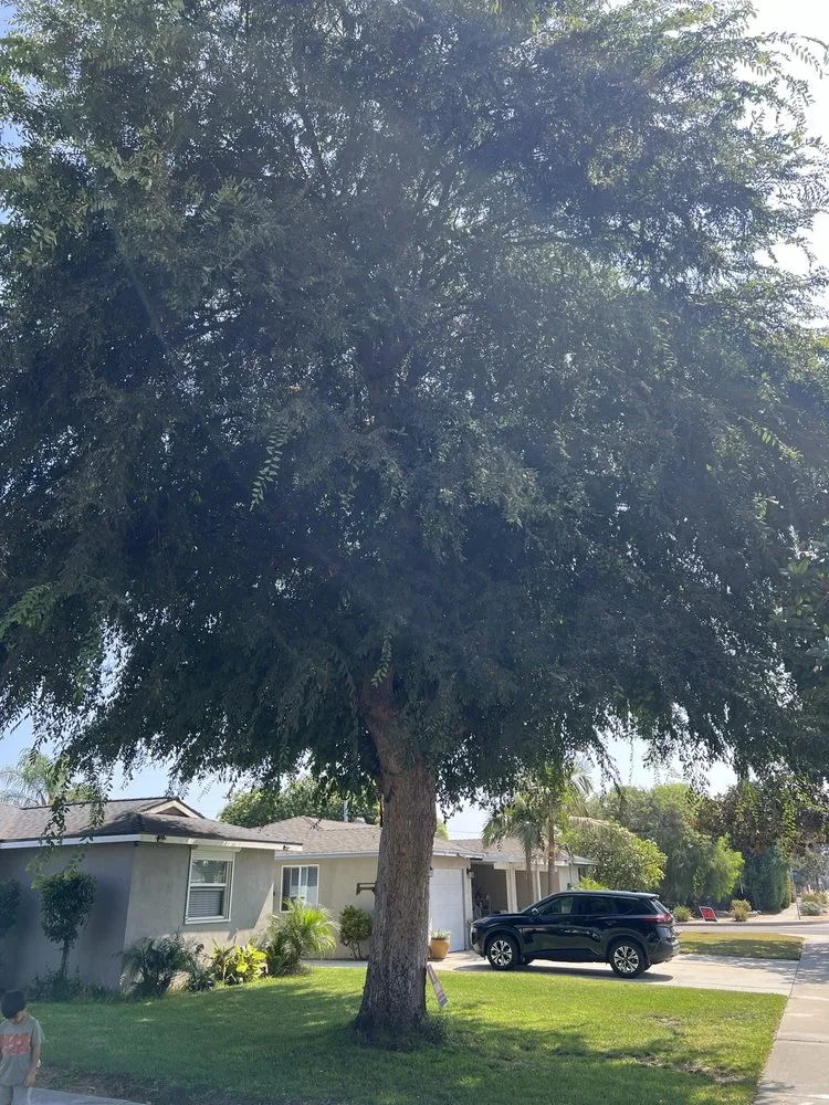 Expert lawn mowing service with custom design across Fullerton, CA - Jae Tree Service