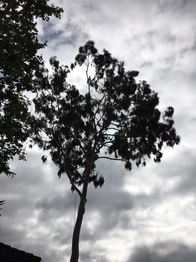 Local lawn care service experts serving Fullerton, CA - Jae Tree Service