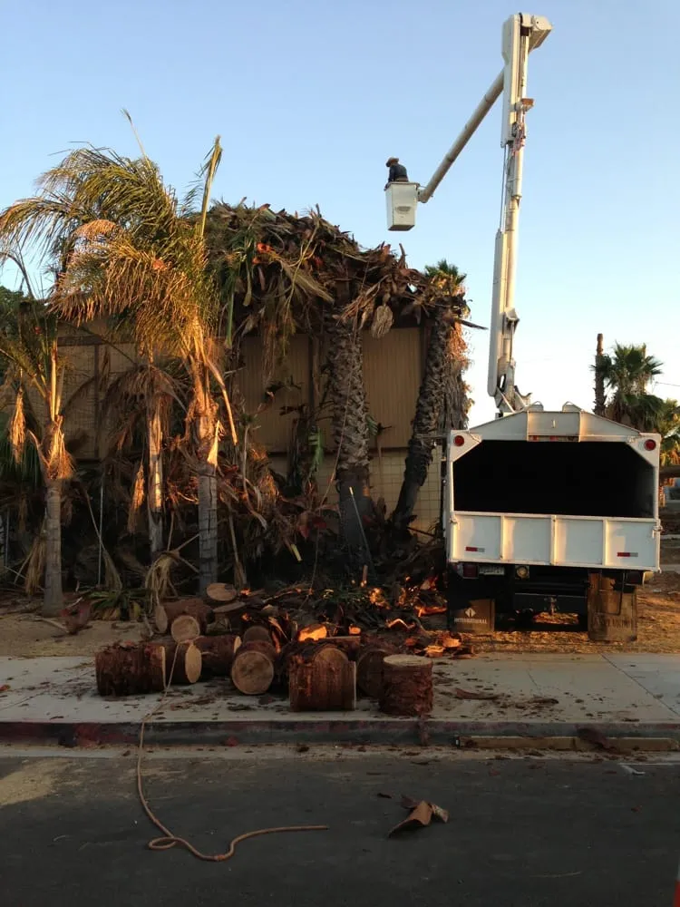 Top-rated yard maintenance in Fullerton, CA by Jae Tree Service