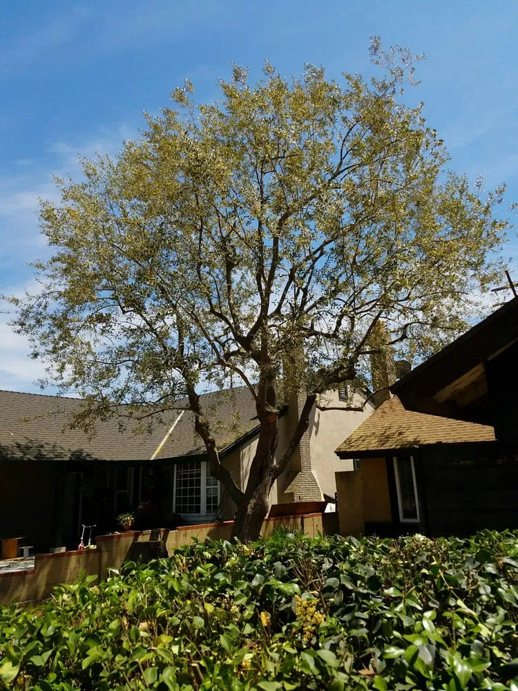 Expert landscape installation experts serving Fullerton, CA - Jae Tree Service