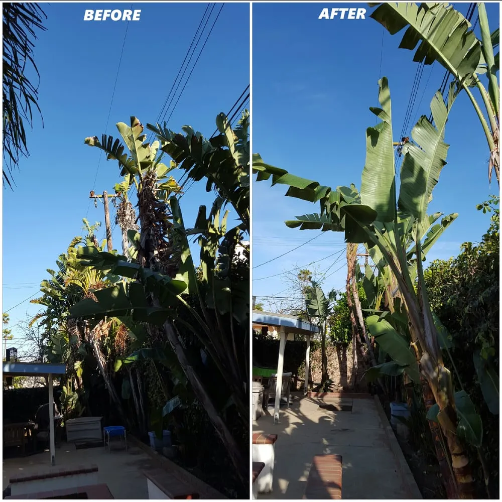 Local landscape installation for homes in Fullerton, CA by Jae Tree Service