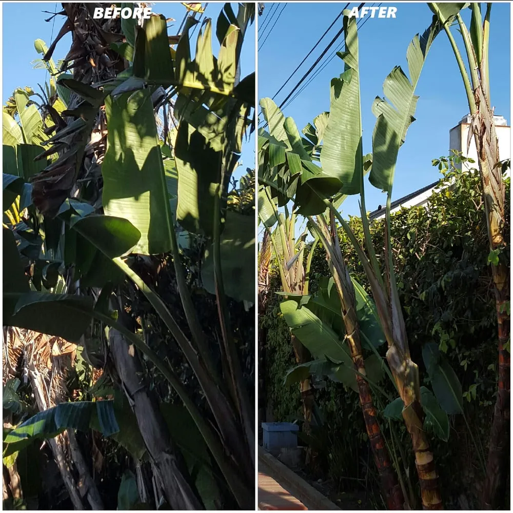 Professional landscape installation for year-round maintenance in Fullerton, CA by Jae Tree Service