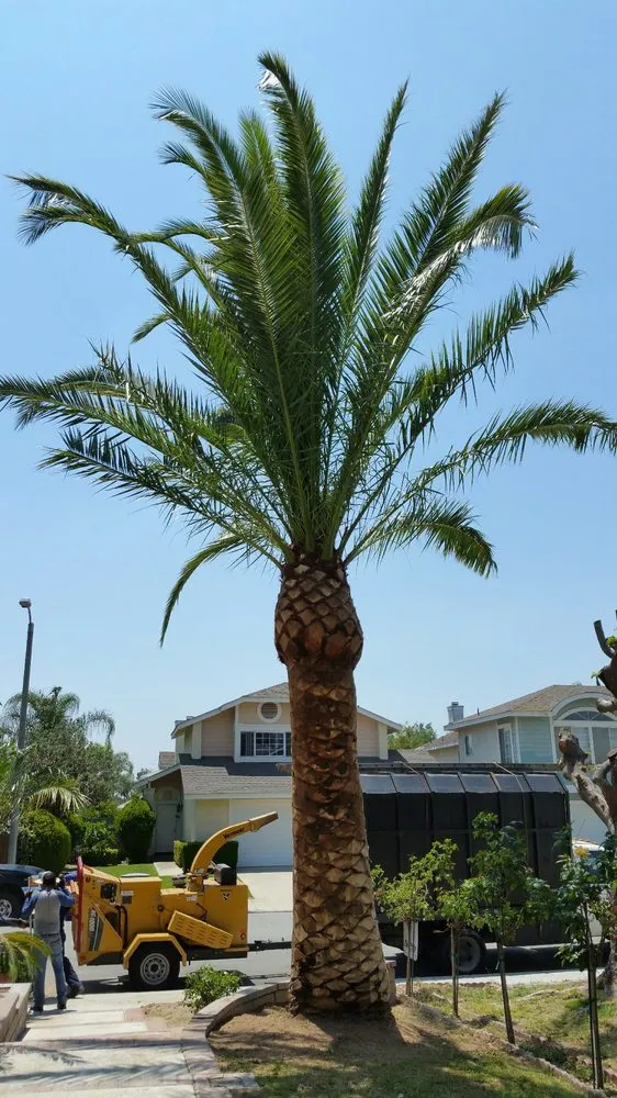 Reliable landscape design with custom design in Fullerton, CA by Jae Tree Service