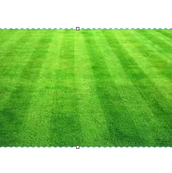 Professional lawn care service in Sarasota, FL by JAG Lawn Maintenance