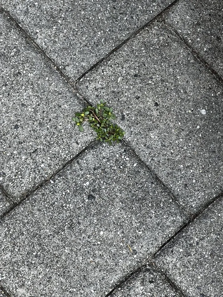 Top-rated yard cleanup service for year-round maintenance across Oakland, NJ - Jager Landscaping