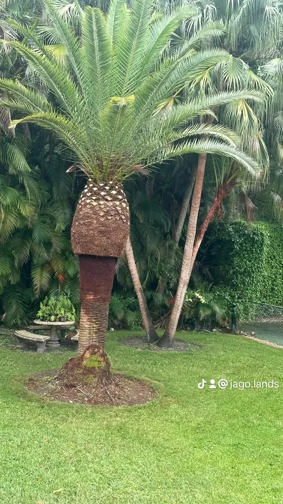 Expert landscaping services for homes in Miami, FL by Jago Landscaping