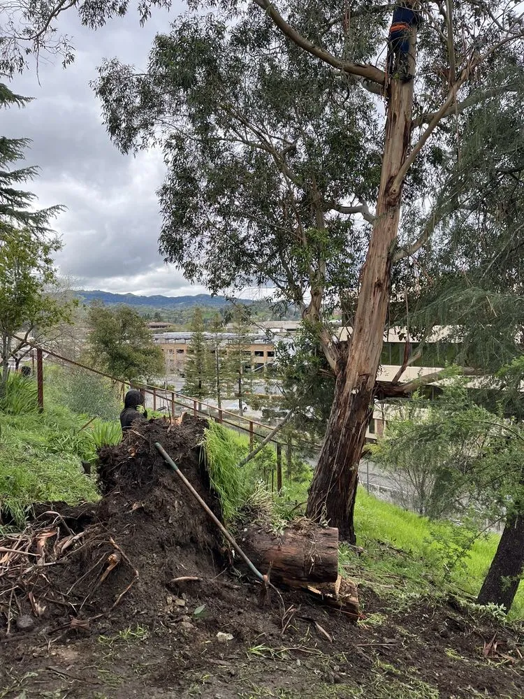 Professional garden landscaping experts serving Concord, CA - Jags Landscaping Svc