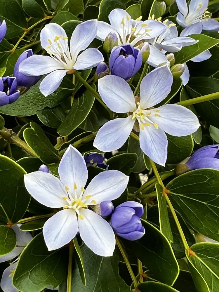 Reliable residential landscaping experts serving Boca Raton, FL - Jaguar Garden Designs