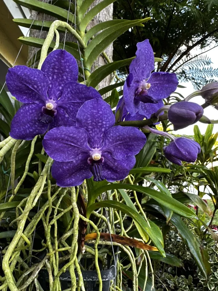 Expert garden landscaping experts serving Boca Raton, FL - Jaguar Garden Designs