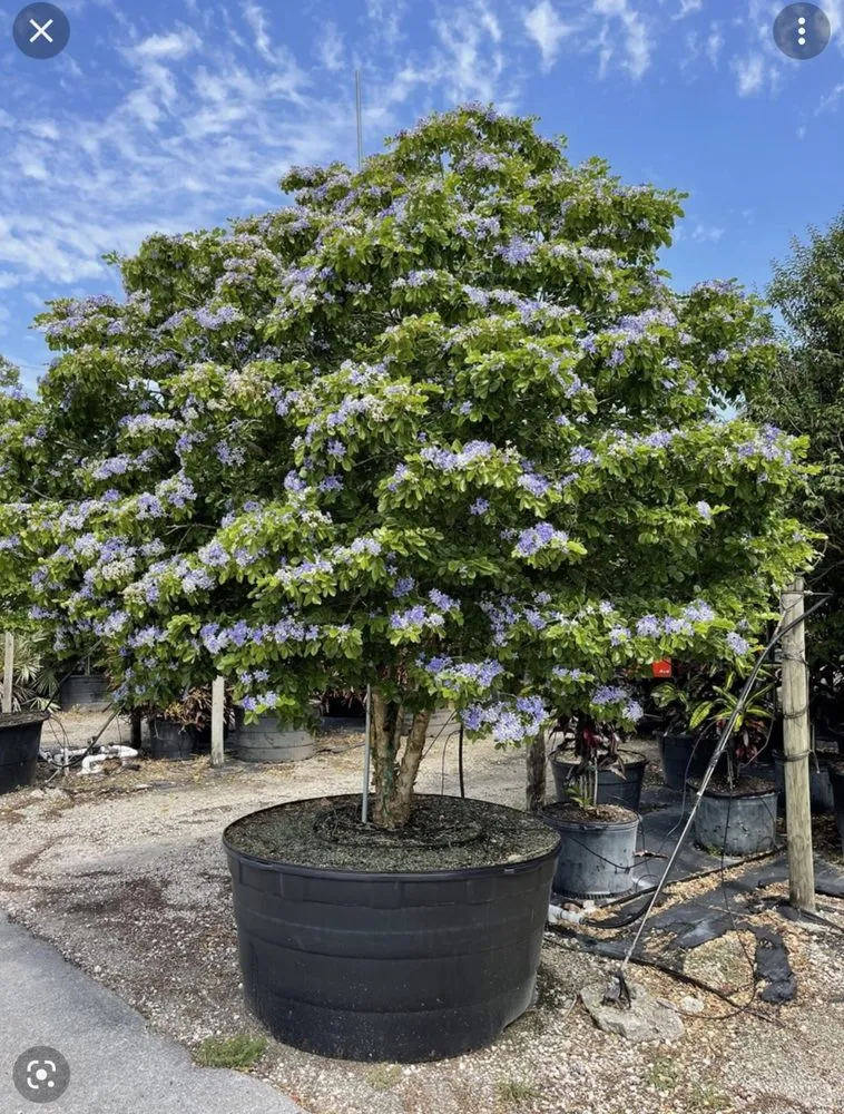 Reliable yard maintenance in Boca Raton, FL - Jaguar Garden Designs