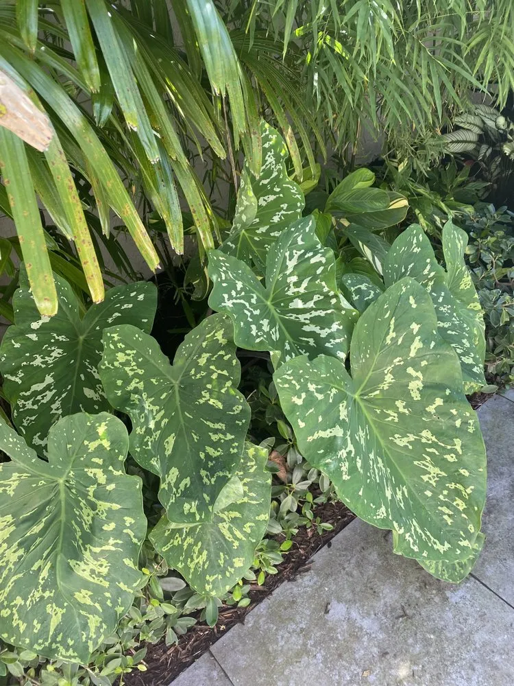 Top-rated garden landscaping in Boca Raton, FL - Jaguar Garden Designs