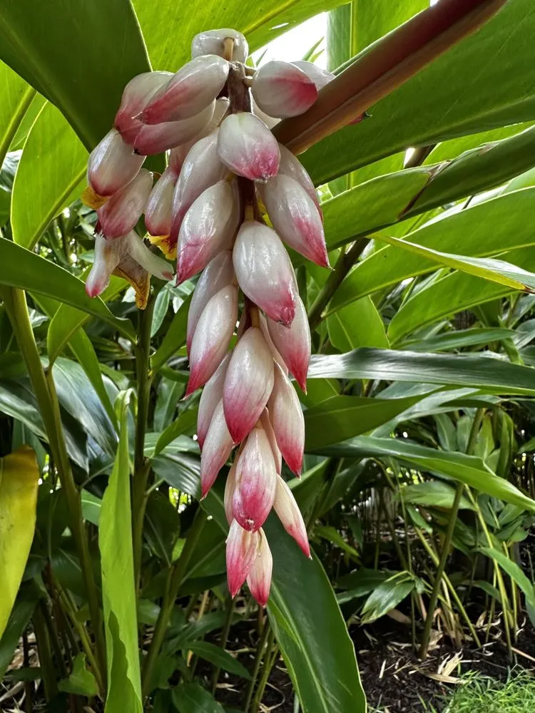 Top-rated yard cleanup service for year-round maintenance in Boca Raton, FL by Jaguar Garden Designs