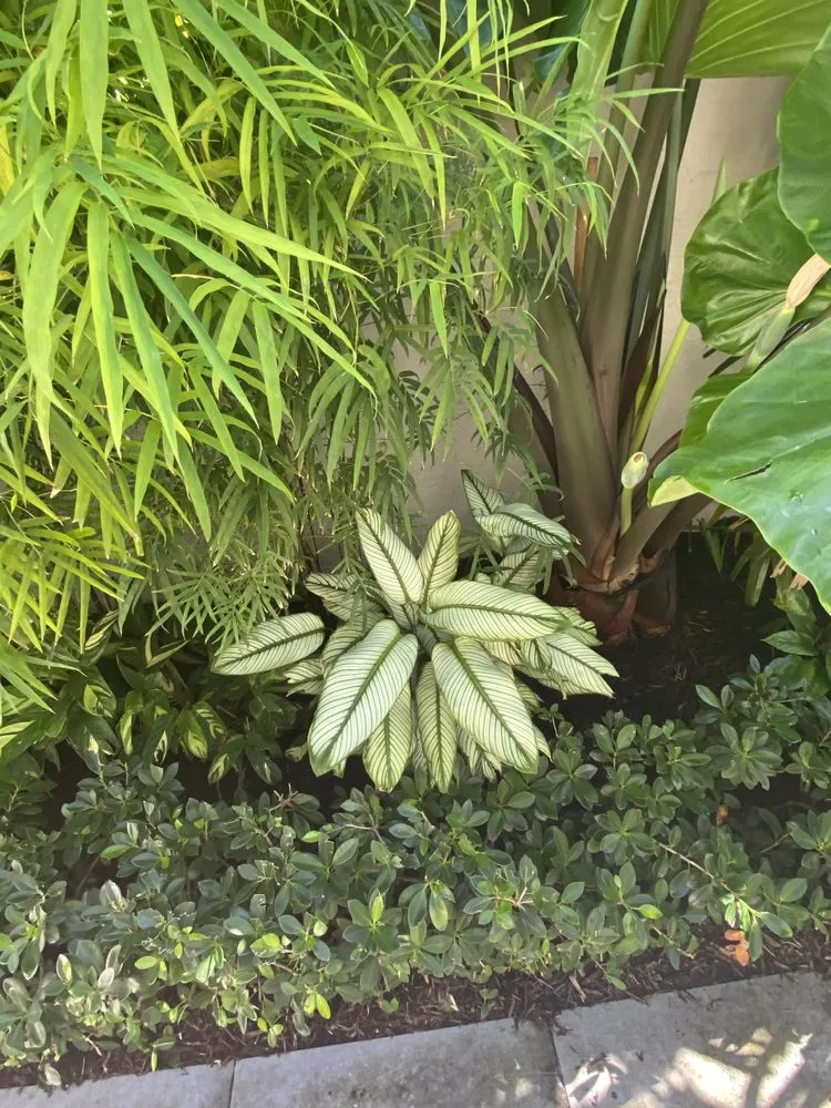 Affordable landscaping services near you across Boca Raton, FL - Jaguar Garden Designs