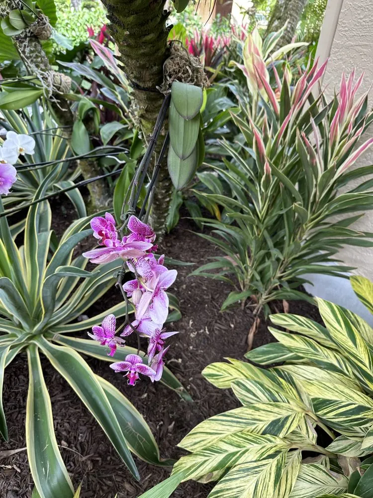 Expert lawn care service in Boca Raton, FL by Jaguar Garden Designs