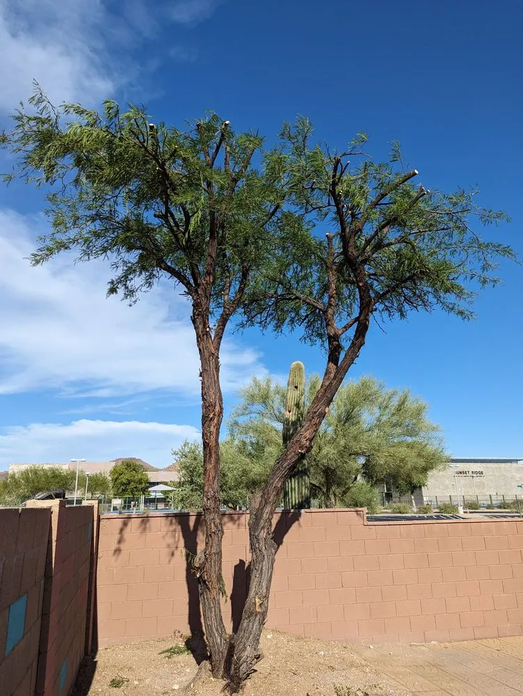 Trusted lawn mowing service experts serving Phoenix, AZ - Jaguars Landscaping