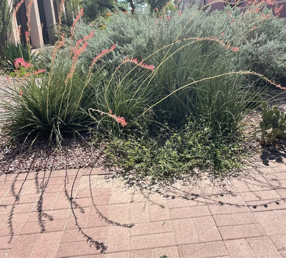 Top-rated yard cleanup service experts serving Phoenix, AZ - Jaguars Landscaping