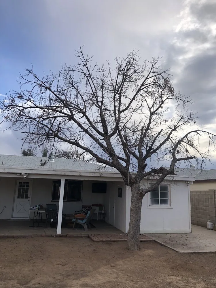 Top-rated landscape design in Phoenix, AZ by Jaguars Landscaping