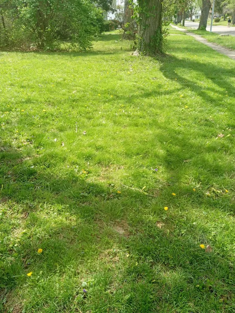 Reliable landscaping services for outdoor upgrades across Dayton, OH - jaidyn's lawn business