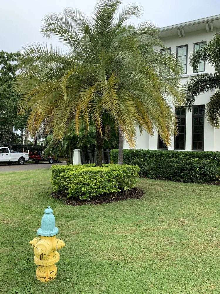 Expert yard cleanup service in Tampa, FL by Jaimes Uribe Landscaping